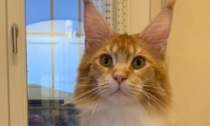 Leonardo, il gatto più bello del mondo, vive a Brescia