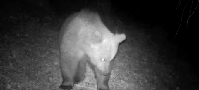 Orso immortalato da una fototrappola in Vallecamonica