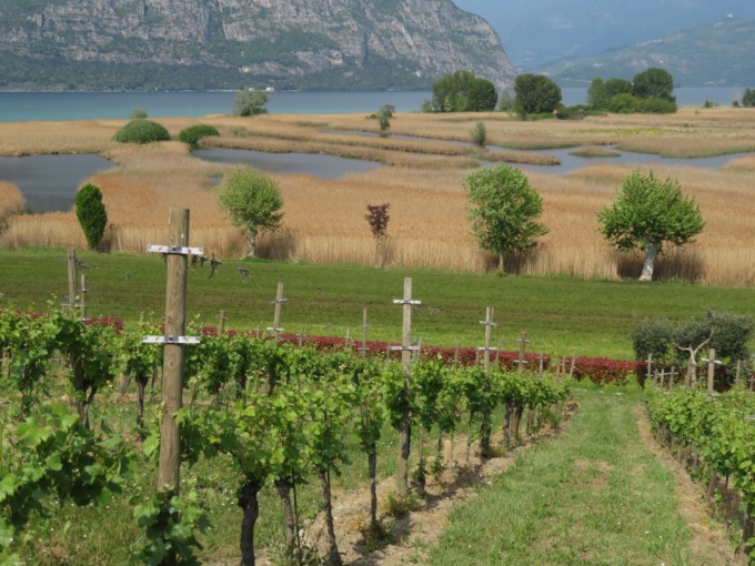 L’attenzione per la sostenibilità premia Ricci Curbastro