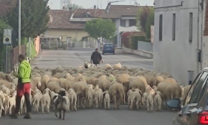 Gregge di pecore congestiona il traffico sulla provinciale