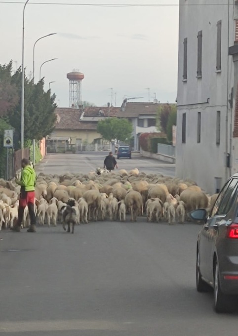 Gregge di pecore congestiona il traffico sulla provinciale