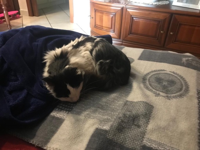 Smarrito da 37 giorni, il gatto è stato ritrovato in un tombino