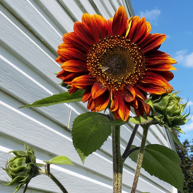 Girasole evening sun, in edicola con ManerbioWeek, ChiariWeek, MontichiariWeek e GardaWeek