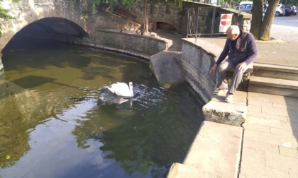 Il cigno "Billy" è tornato nella sua castrina