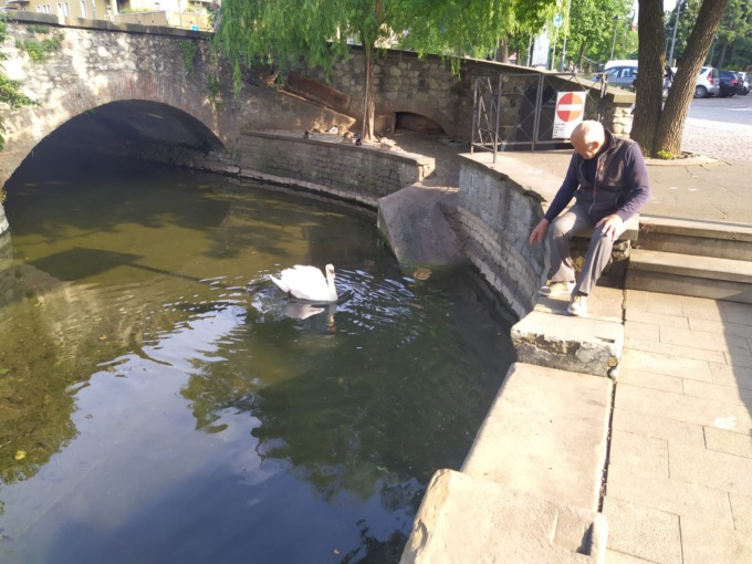 Il cigno “Billy” è tornato nella sua castrina