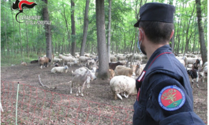 Sussidi Ue in agricoltura: sequestrati 171mila euro