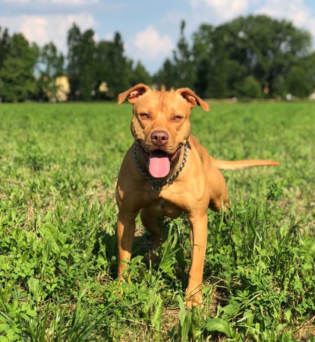 Si cerca Havana, il pitbull si è allontanata da Montichiari