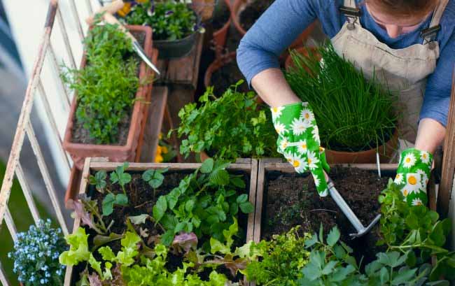 In edicola ortaggi e fiori a sorpresa con ManerbioWeek, ChiariWeek, MontichiariWeek e GardaWeek