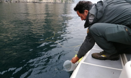 Carpione del Garda: immessi nel lago oltre 5mila piccoli esemplari