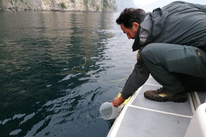 Carpione del Garda: immessi nel lago oltre 5mila piccoli esemplari