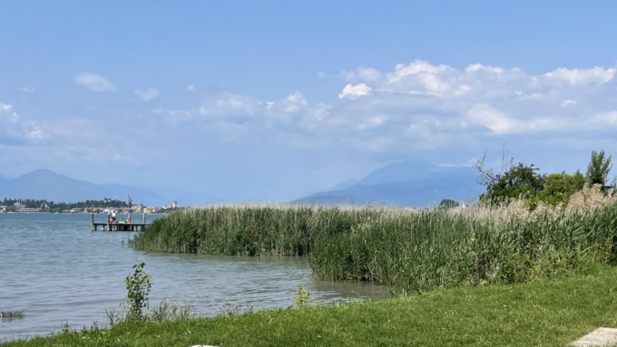Diecimila metri quadrati di nuovi canneti grazie al basso livello del lago