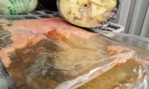 Muffa, insetti e rifiuti: maxi sanzione per un alimentari di Roccafranca