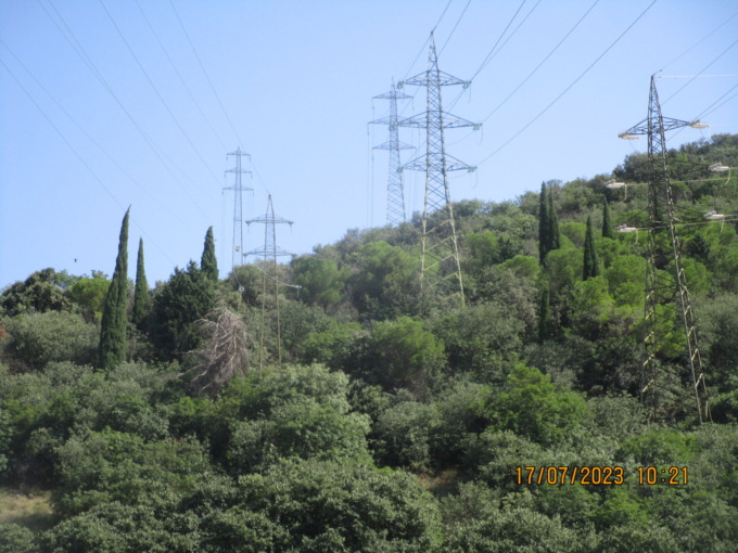 Pianta sul cavo dell’alta tensione, deviata la viabilità per consentirne la rimozione