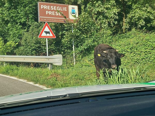 Toro in strada: paura in Valle Sabbia