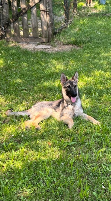 A Palazzolo arriva Diesel, il nuovo cane poliziotto