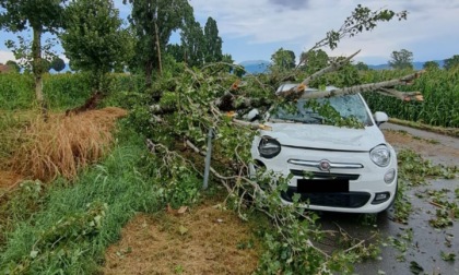 Albero cade sull'auto, paura per un 57enne