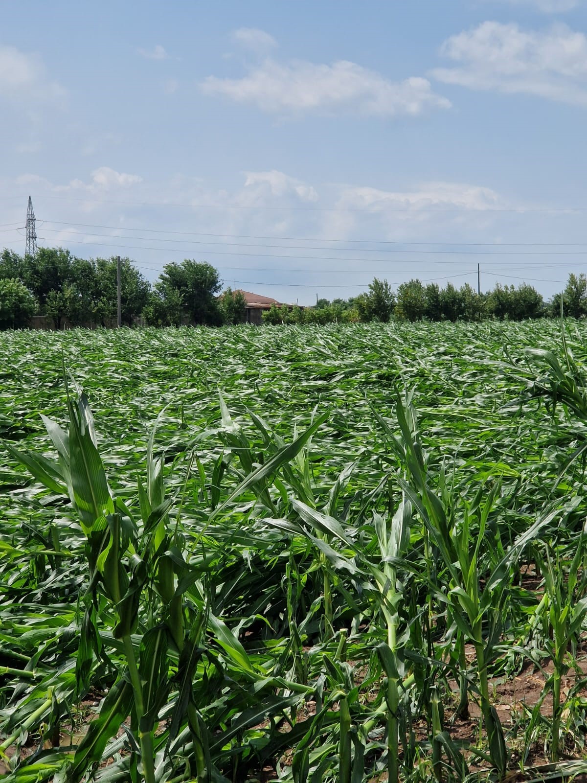 campo di mais colpito da grandine e vento a Comezzano-Cizzago