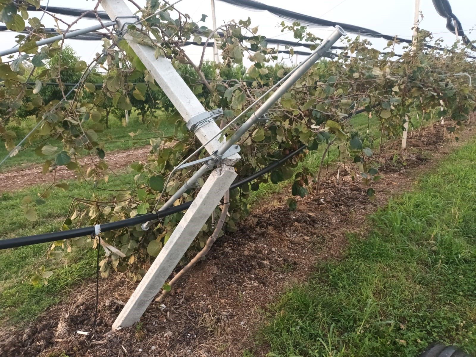 impianto kiwi in cemento a Calcinato distrutto dal vento