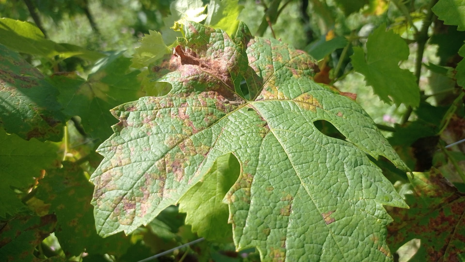 peronospora_vigneti_garda (1)