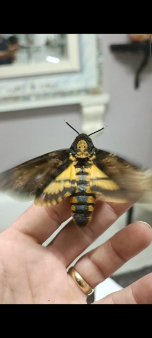 La gatta Margot a «caccia» di falene Sfinge testa di morto: un nuovo esemplare trovato a Verolavecchia