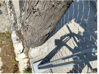 “Cipressi cementati dalla pavimentazione”, la richiesta di un intervento urgente