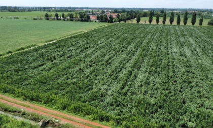 Maltempo, nel Bresciano danni all'agricoltura per oltre 56milioni di euro