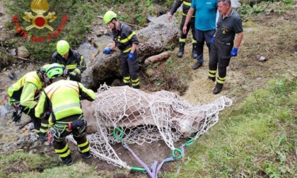 Salvata dai pompieri a Breno una vacca incinta scivolata in un costone