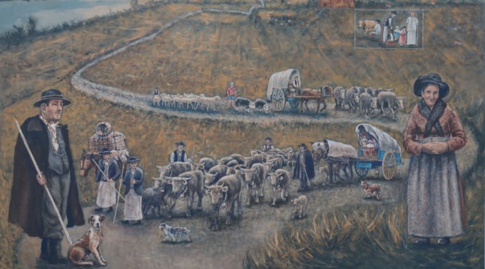 Una mandria di bovini dalla montagna alla pianura bresciana: torna la Transumanza