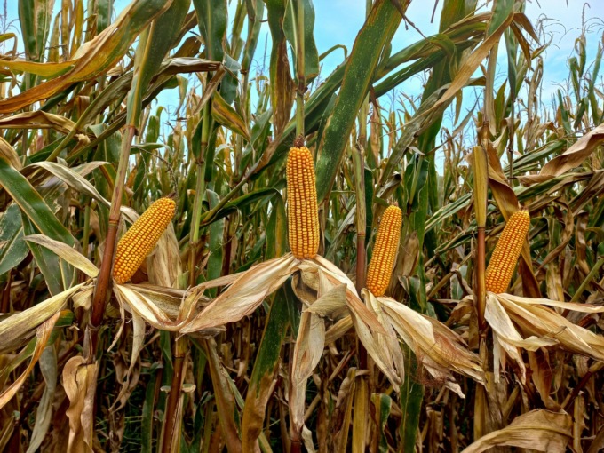 Mais 2023 nei campi bresciani: raccolto sano