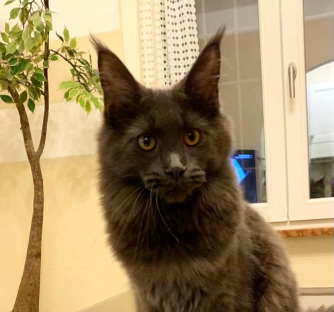 Grace Kelly è la gatta più bella del mondo