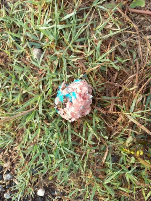 Esche avvelenate ritrovate a Cologne, il Comune: “Massima attenzione”