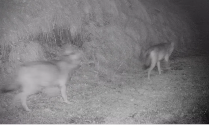 Parco Nazionale dello Stelvio: avvistato un nuovo branco di lupi in Val Grande