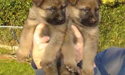 Polizia Locale: soccorsi due cuccioli di pastore tedesco, scatta le denuncia per maltrattamenti