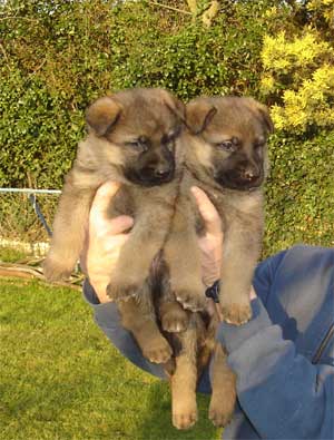 Polizia Locale: soccorsi due cuccioli di pastore tedesco, scatta le denuncia per maltrattamenti