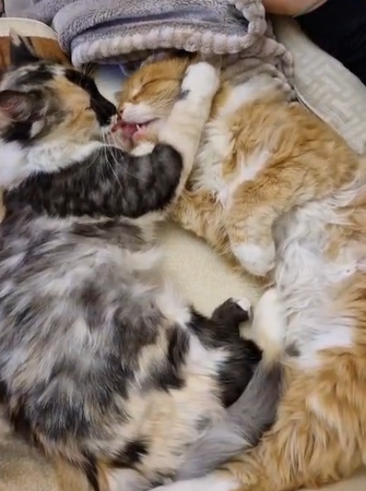 Bocconi avvelenati: morti tre gattini