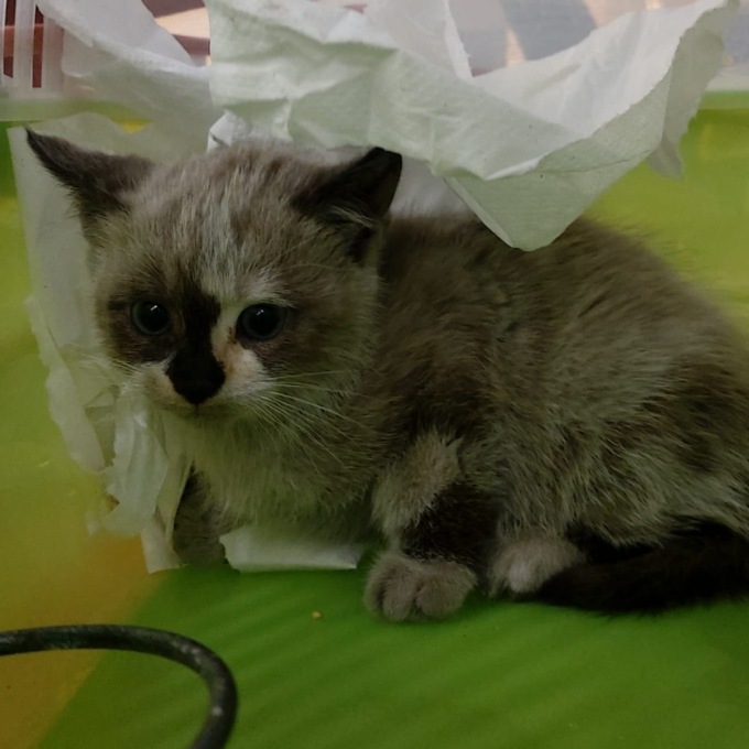 Gattina di pochi mesi finisce intrappolata nel cruscotto di un’auto, l’intervento per salvarla