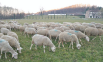 Sono 14mila le pecore in cerca di pascoli nel Bresciano