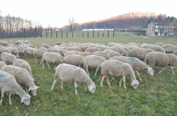 Sono 14mila le pecore in cerca di pascoli nel Bresciano