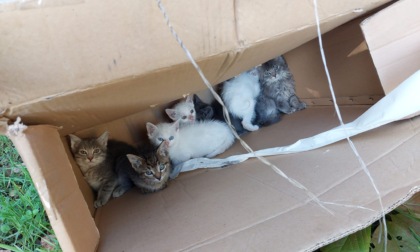 Gattini abbandonati in uno scatolone: aspettano di essere adottati