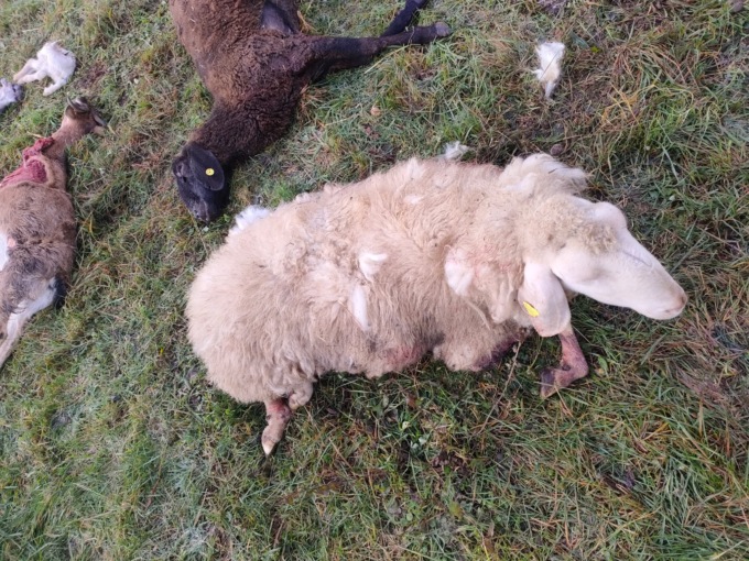 Gregge massacrato a pochi chilometri da Brescia. “Sono stati tre lupi”