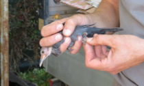 Uccellatore nei guai: modificava i sigilli per infilarli alle zampe di richiami vivi e maltrattava gli animali
