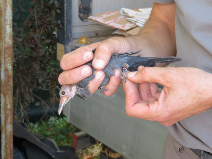 Uccellatore nei guai: modificava i sigilli per infilarli alle zampe di richiami vivi e maltrattava gli animali