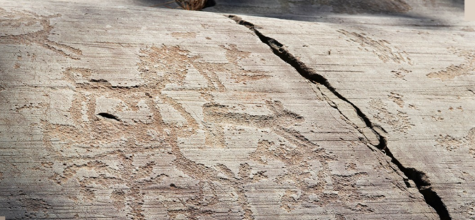 Progetto Imago: le associazioni camune unite per far sentire il loro dissenso