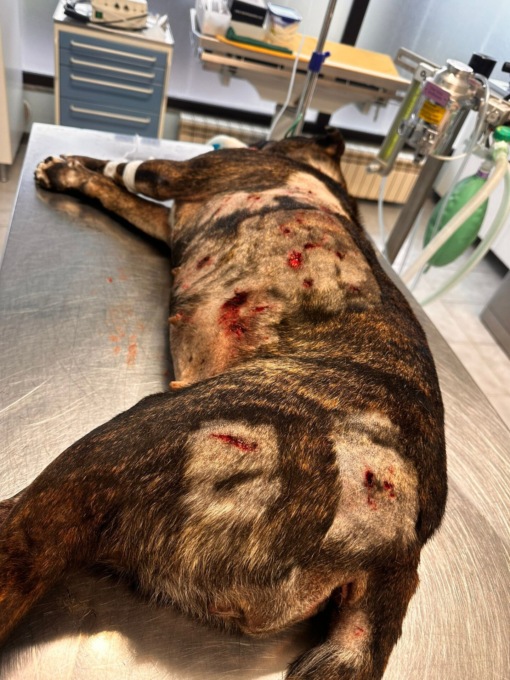 Cane e padrona assaliti da due pitbull, ma il commerciante non li lascia entrare