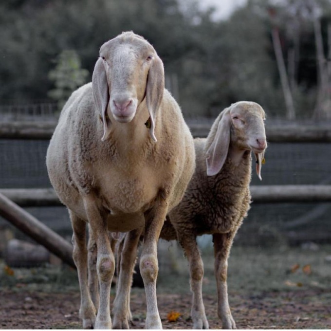 Oasi Fortuna cerca un nuovo terreno