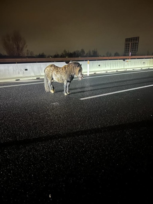 Un pony scorrazza liberamente sulla Sp19 nella notte: la segnalazione e il recupero