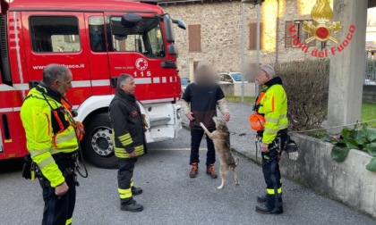 Cane bloccato in montagna a causa del ghiaccio: lo salvano i vigili del fuoco