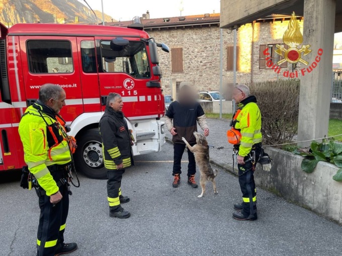 Cane bloccato in montagna a causa del ghiaccio: lo salvano i vigili del fuoco