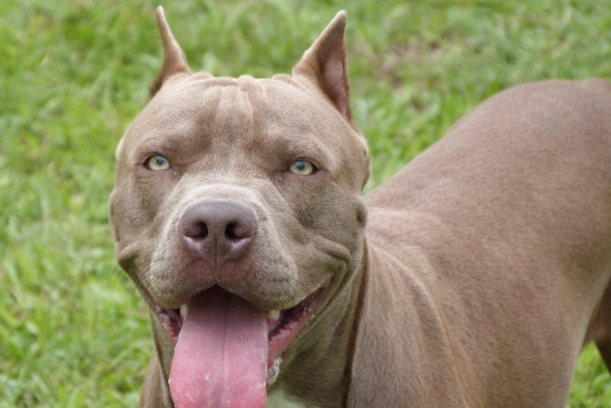 Tre persone aggredite da un pitbull, due finiscono in ospedale