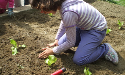 "Facciamo un orto...molto ORIGINALE" da settimana prossima lo Zucchino tondo di Nizza